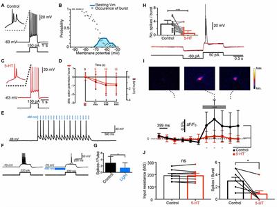 Serotonin Regulates the Firing of Principal Cells of the Subiculum by Inhibiting a T-type Ca2+ Current